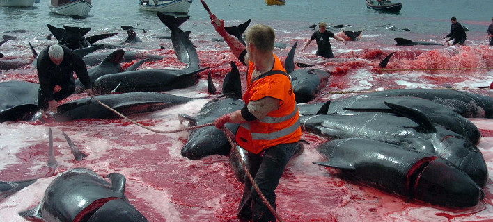 Ιαπωνία: Ξεκινά ξανά η θηριωδία με το κυνήγι των φαλαινών [εικόνες] 