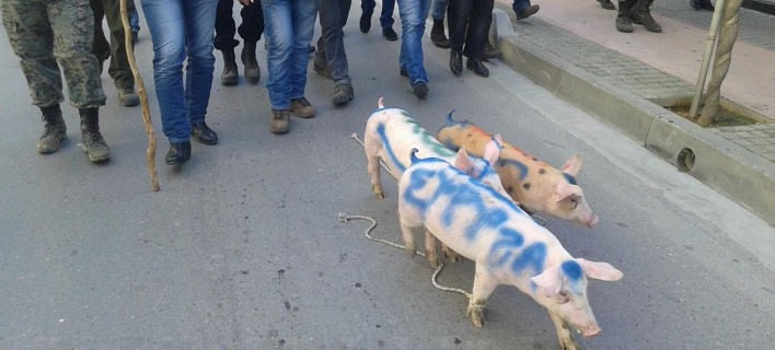 Αγρότες έβαψαν με σπρέυ στα γουρούνια τη λέξη «ΣΥΡΙΖΑ» [εικόνες]
