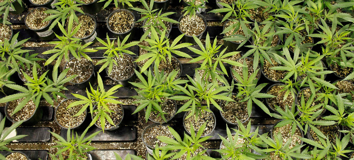 Ερχεται η 1η Διεθνής Εκθεση Κάνναβης στην Ελλάδα