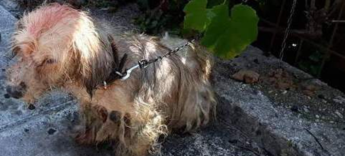 Πρόστιμο 30.000 ευρώ σε 62χρονο που περιέλουσε σκυλάκι με πετρέλαιο