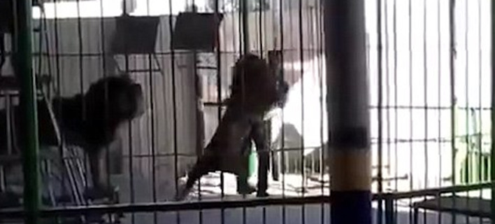 Λιοντάρι κατασπαράζει τον θηριοδαμαστή του σε τσίρκο -Τρόμος για τα παιδιά που ήταν εκεί [βίντεο]