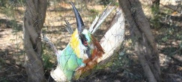Εκατομμύρια αποδημητικά πτηνά καταλήγουν ως μεζές στις κυπριακές ταβέρνες [βίντεο]
