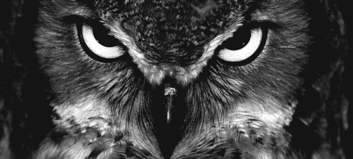 Image result for εικόνες κουκουβάγια