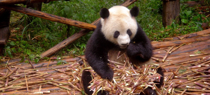 Φωτογραφία: Pixabay