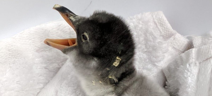 ÎœÏ‰ÏÏŒ Ï€Î¹Î³ÎºÎ¿Ï…Î¯Î½Î¿Ï‚ (Î¦Ï‰Ï„Î¿Î³ÏÎ±Ï†Î¯Î±: Twitter)