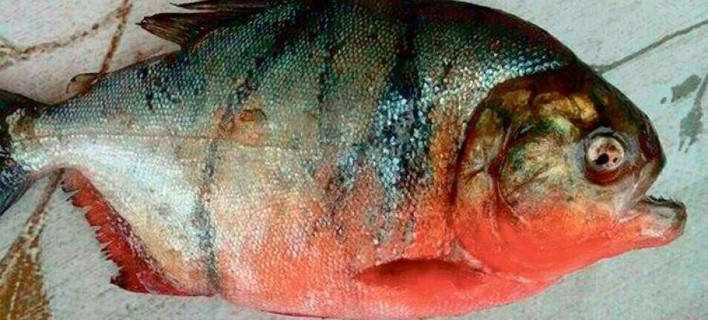 Πιράνχας δάγκωσε ψαρά στη λίμνη Δοϊράνη [εικόνα]