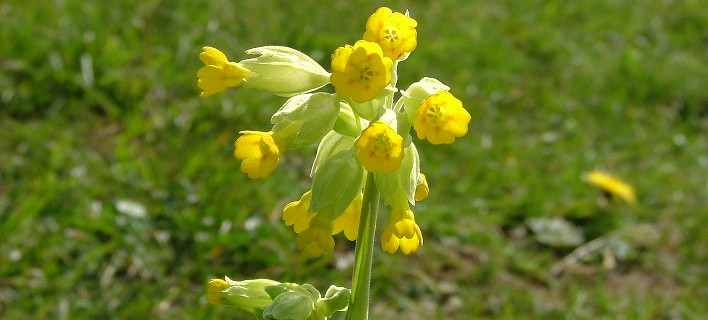 ÏÏÏÎ¿Î³ÏÎ±ÏÎ¯Î±: wikipedia 