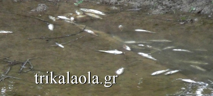 Ο Πηνειός ξεβράζει νεκρά ψάρια στα Τρίκαλα (ΦΩΤΟ-VIDEO)