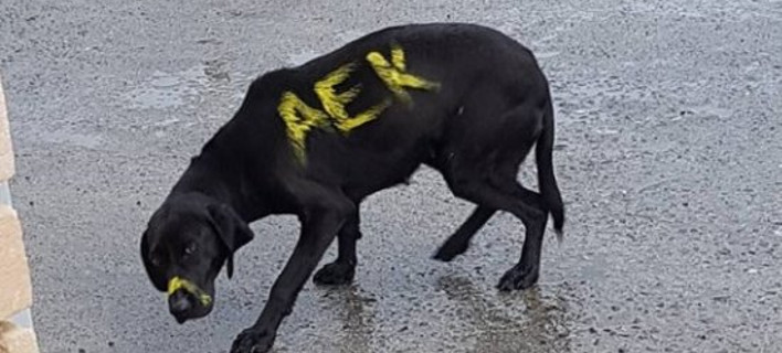 Αδιανόητες εικόνες: Eβαψαν σκύλο με τα χρώματα της ΑΕΚ