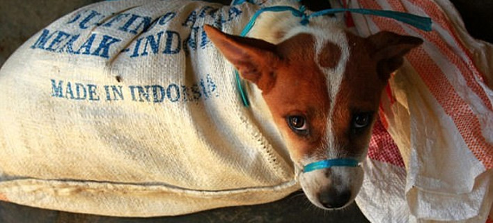 Φωτογραφία: Dog Meat Free Indonesia