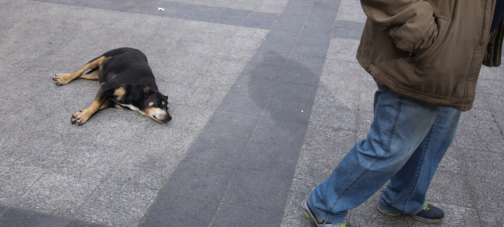 Δίωξη σε δήμαρχο για φόλες σε αδέσποτα (Φωτογραφία αρχείου: SOOC/ George Vitsaras)