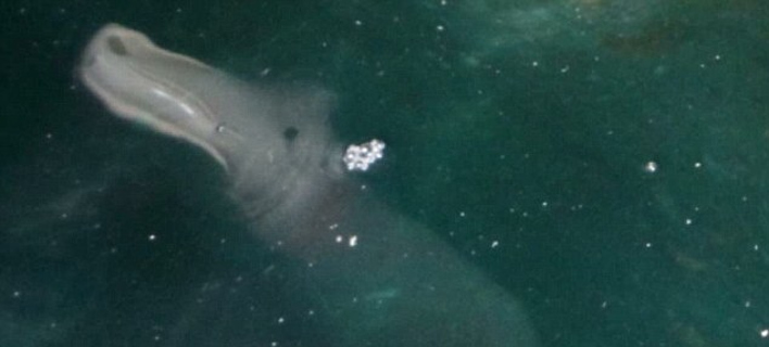 Σκοτσέζος φωτογράφισε, τυχαία, μυστηριώδες θαλάσσιο πλάσμα στην Κέρκυρα -Τι λέει στη Daily Mail [εικόνες]