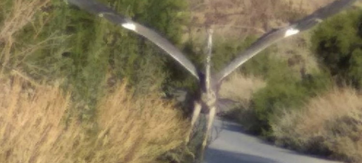 Μυστήριο με πουλί αλά Τζουράσικ Παρκ στην Ιεράπετρα -Φωτογραφίες... τρόμος