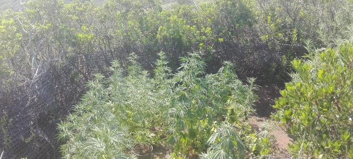 Συνελήφθη επ’ αυτοφώρω 52χρονος Ελληνας με 25 δενδρύλλια χασίς/ Φωτογραφία: ΕΛΑΣ