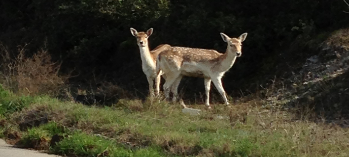 Kαι ξαφνικά στο Σέιχ Σου εμφανίστηκαν δυο ζαρκάδια!  [εικόνες]