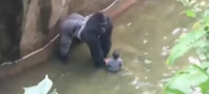 Τετράχρονος έπεσε στα χέρια γορίλα σε ζωολογικό κήπο -Τον άρπαξε και τον έσυρε [βίντεο]