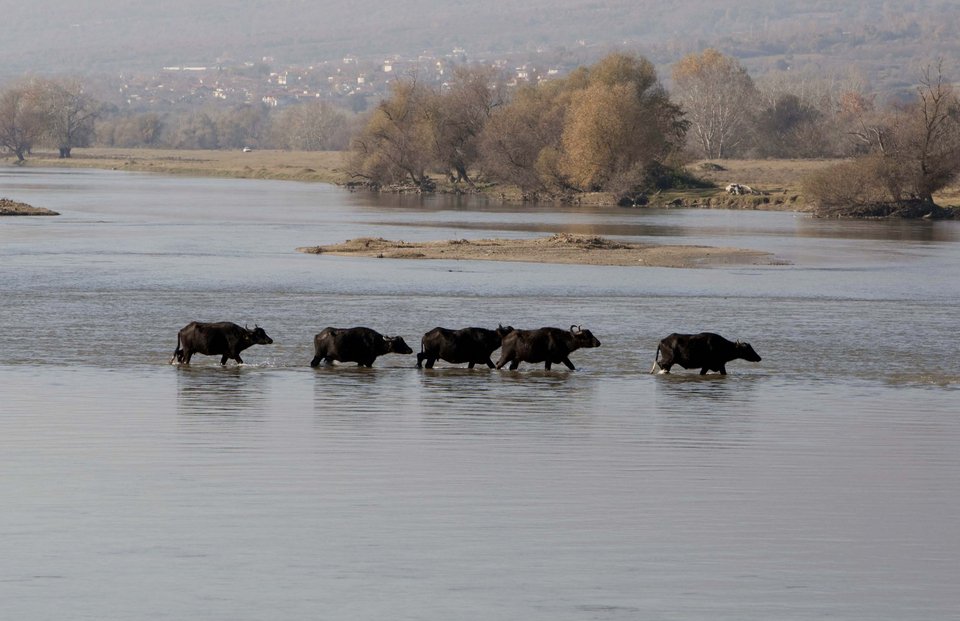 Γιατί έχουν τόση ζήτηση το κρέας και γάλα βουβάλου | iefimerida.gr 1