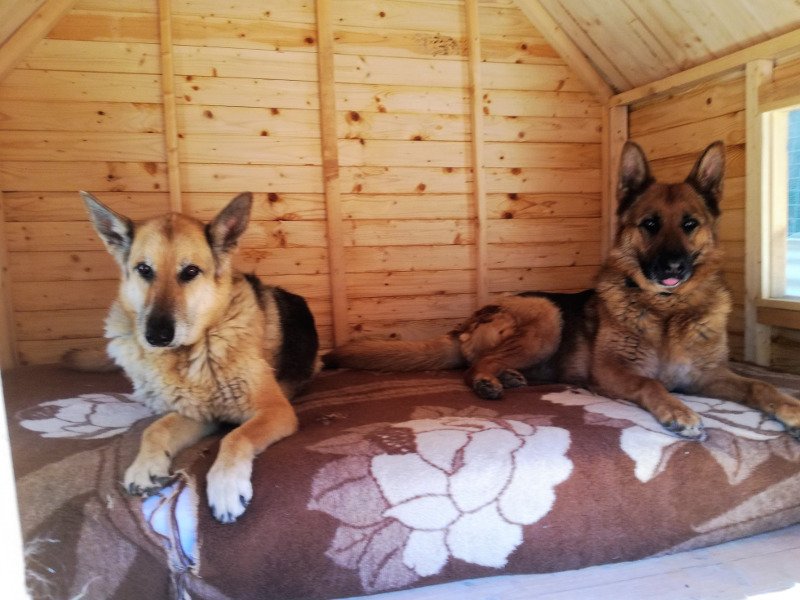 Ι LOVE DOGS: Ενα πρότυπο ξενοδοχείο σκύλων που οι φιλοξενούμενοι δύσκολα αποχωρίζονται! | iefimerida.gr 3