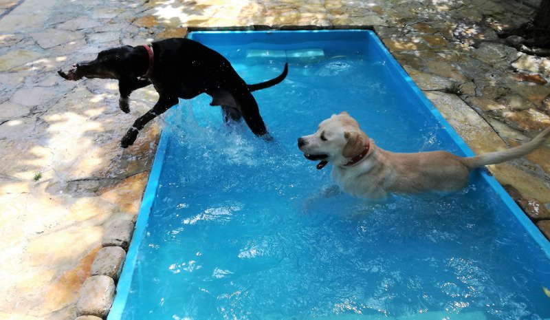 Ι LOVE DOGS: Ενα πρότυπο ξενοδοχείο σκύλων που οι φιλοξενούμενοι δύσκολα αποχωρίζονται! | iefimerida.gr 2