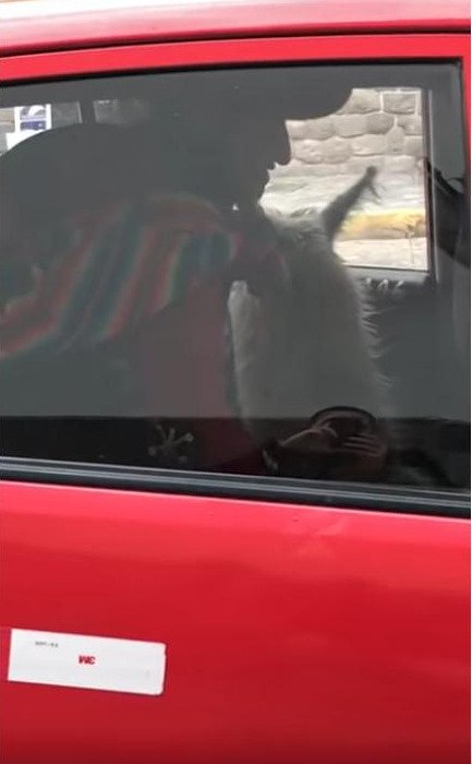 Το ζώο χάζευε τα διερχόμενα αυτοκίνητα