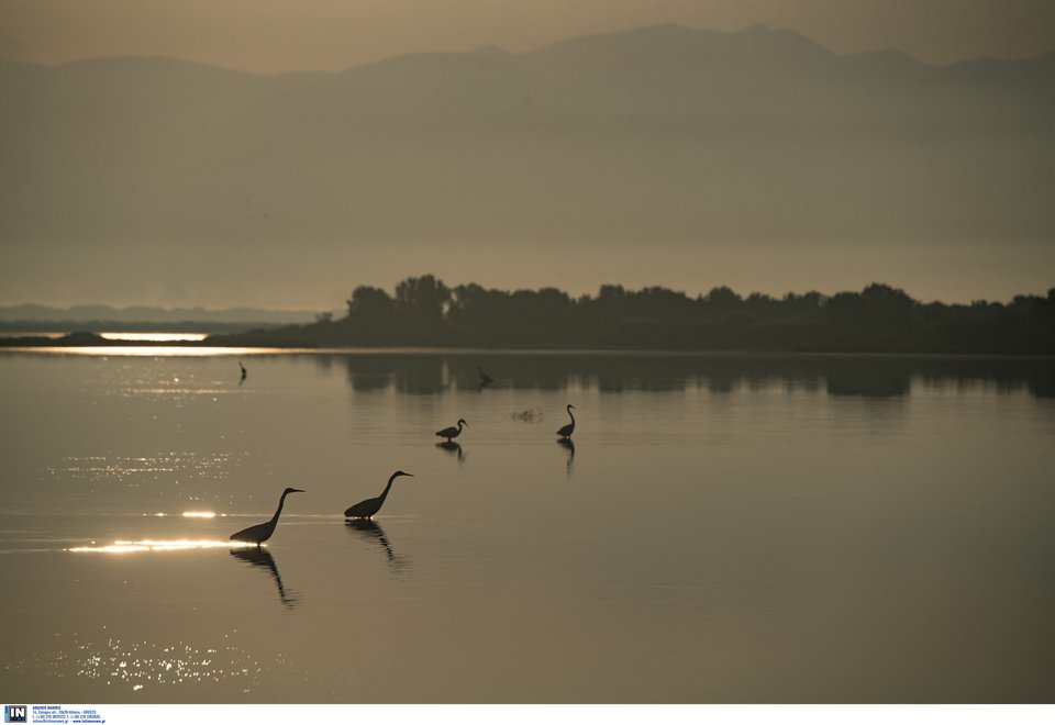 Στην περοχή Έχουν παρατηρηθεί περί τα 290 διαφορετικά είδη πουλιών, από τα οποία τουλάχιστον 70 είδη είναι απειλούμενα