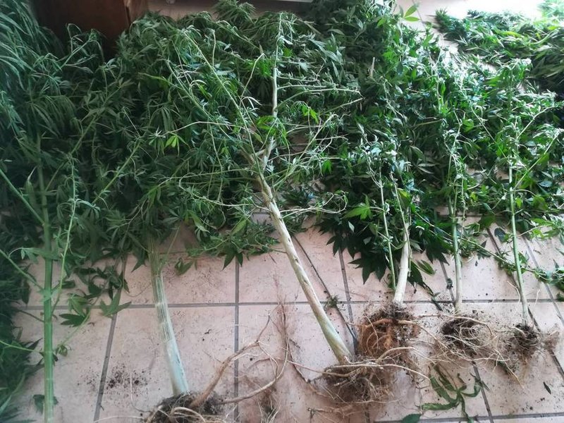 Συνελήφθη 44χρονος για όπλα και δενδρύλλια κάναβης σε χωριό του Σουλίου | iefimerida.gr 2