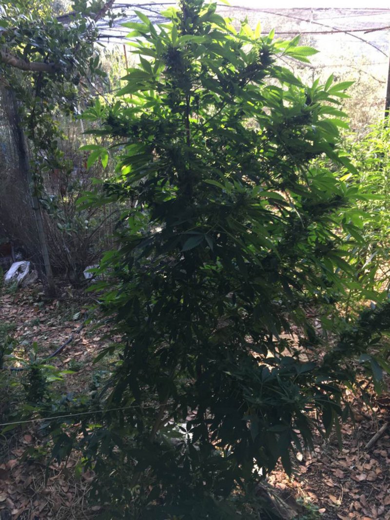 Συνελήφθη 44χρονος για όπλα και δενδρύλλια κάναβης σε χωριό του Σουλίου | iefimerida.gr 1