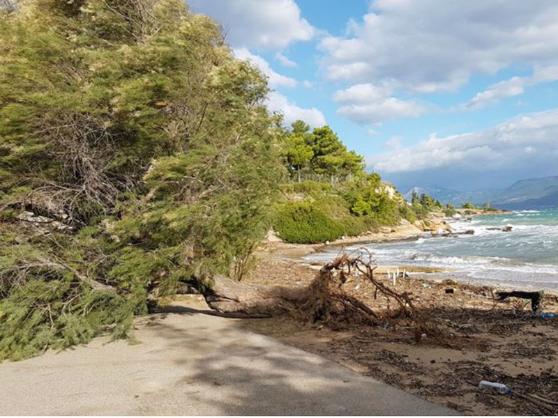 Δέντρα ξεριζώθηκαν σε παραλία της Χαλκίδας