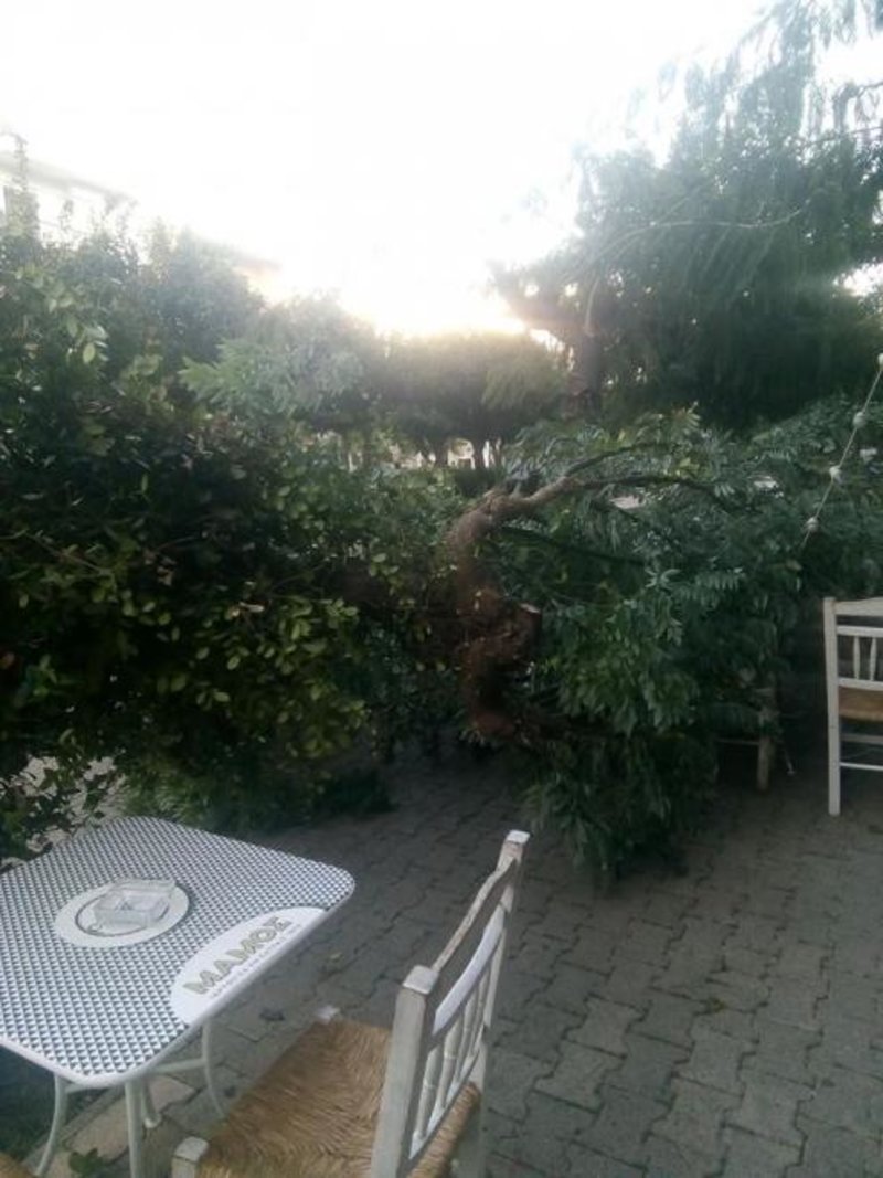Επεσαν δέντρα έξω από καφετέρια