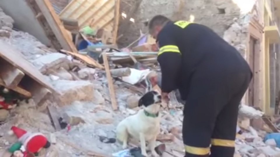 Το σκυλί της άτυχης 43χρονης στη Βρίσα έσκαβε να τη βρει στα ερείπια και έμεινε εκεί κλαίγοντας | iefimerida.gr 3