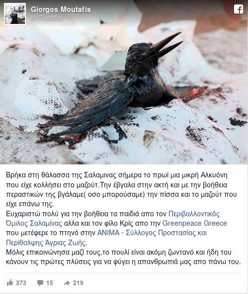Μαύρος θάνατος στον Σαρωνικό: Ζώα πνιγμένα στην πίσσα, κολλημένα στο μαζούτ -Εικόνες απόγνωσης | iefimerida.gr 1