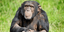 Χιμπατζής εθισμένος στις... αισθησιακές ταινίες