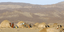Ξεκαρδιστική φωτογραφία με «ηλιακή καμήλα» από το Ντζιμπουτί κάνει το γύρο του δ