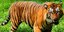 Παράνοια στην Κίνα: Σκοτώνουν τίγρεις σε ιδιωτικά πάρτι για να ευχαριστήσουν του