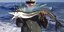 Ψάρι κανίβαλος τρομοκρατεί τις ΗΠΑ: Εξαφανίζει το θήραμα του σε δευτερόλεπτα [ει