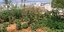 Μία φάρμα σε... ταράτσα στο κέντρο της Αθήνας -Λαχανόκηπος