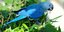 Ο Ριο εκπέμπει SOS: Οι σπάνιοι μπλε παπαγάλοι της Βραζιλίας έχουν σχεδόν εξαλειφ