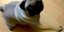 Ο σκύλος χαιρετά ναζιστικά όταν ακούει συγκεκριμένες εντολές / Φωτογραφία: YouTube