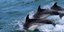 Οι φάλαινες και τα δελφίνια ζουν με στενούς δεσμούς ανάμεσά τους