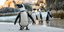 Αφρικανικοί πιγκουίνοι /Φωτογραφία: Shutterstock/Sergey Uryadnikov
