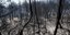 Το καμένα δάσος στα Ψαχνά της Εύβοιας- φωτογραφία intimenews