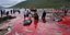 Η φρίκη από το κυνήγι φαλαινών στις νήσους Φερόε αποτυπώνεται στις φωτογραφίες της Sea Shepherd 