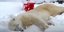Αξιολάτρευτη πολική αρκούδα παίζει σαν μικρό παιδί στο χιόνι