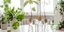 Φυτά αβοκάντο σε γυάλινα βάζα