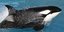 Φάλαινα όρκα στο SeaWorld του Σαν Ντιέγκο των ΗΠΑ 
