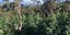 Εντοπισμός μεγάλης φυτείας κάνναβης στη Ζαγορά Μαγνησίας, με 2.440 δενδρύλλια