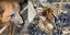 Συγκλονιστικό βίντεο: Σκύλος «κλαίει» πάνω από τα συντρίμμια -Σκοτώθηκε η οικογένειά του από βομβαρδισμό στην Ουκρανία