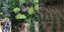 ΕΛ.ΑΣ.: 39χρονος καλλιέργησε φυτεία κάνναβης μέσα σε χαράδρα στο όρος Αιγάλεω και συνελήφθη