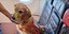 Σκυλί διασώστης από την Τουρκία σε κάθισμα αεροπλάνο