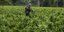 Στρατιώτης στη Λατινική Αμερική σε ένα κτήμα γεμάτο φύλλα κόκας